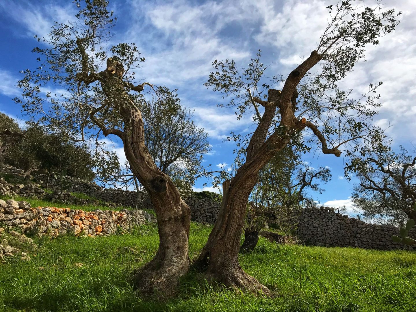 Nature around Corte dei Massapi villa Puglia Italy
