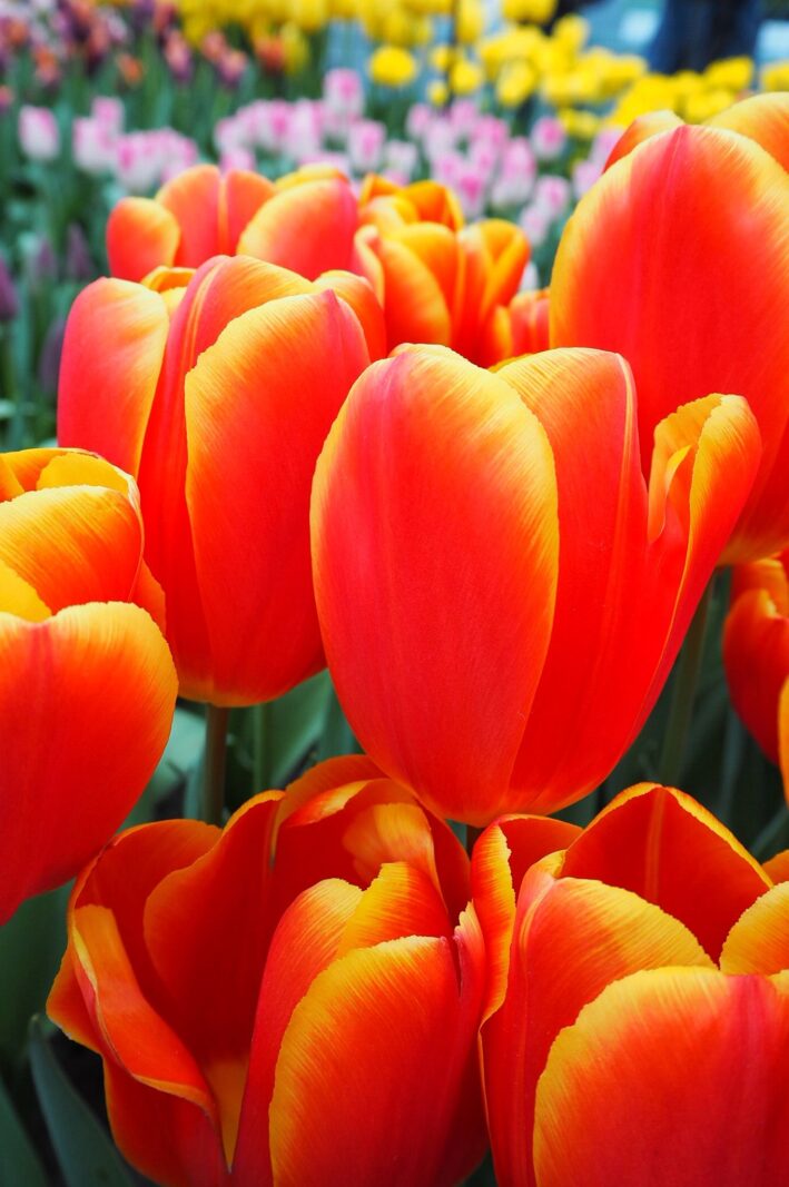 The Most Beautiful Flower Fields in the World