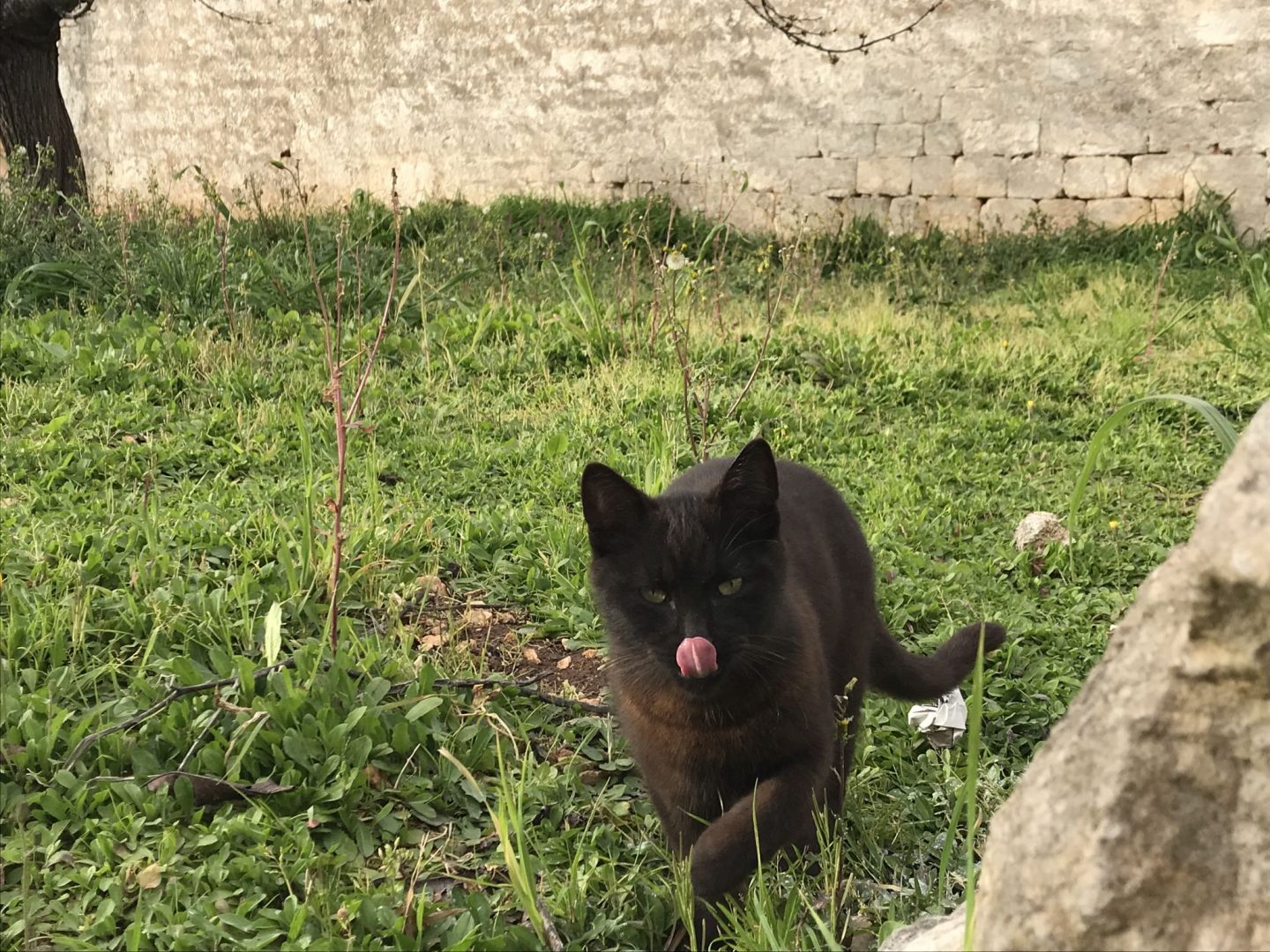Black feline friend in Alberobello Puglia Southern Italy