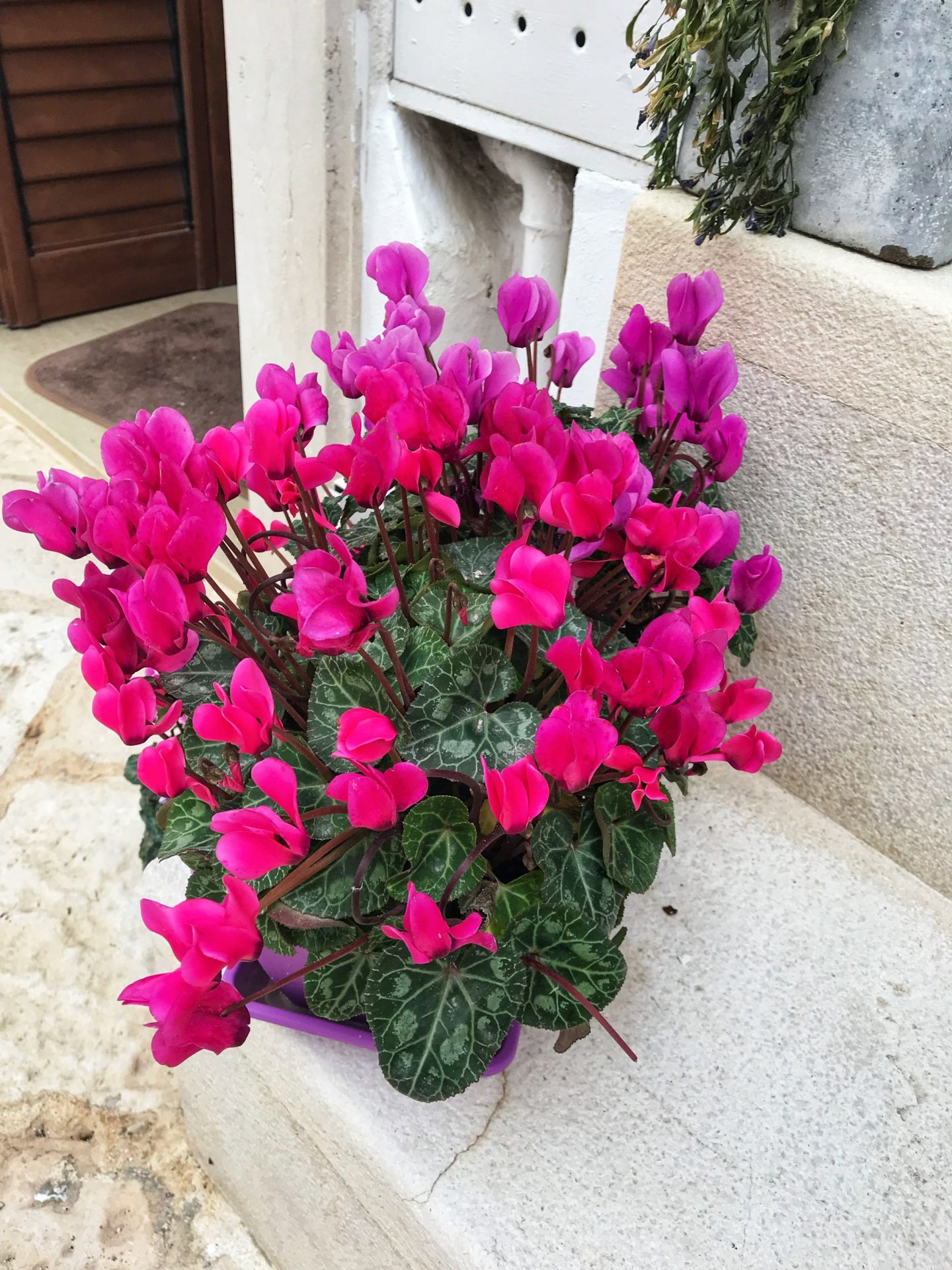 Brightly coloured flowers Puglia Southern Italy