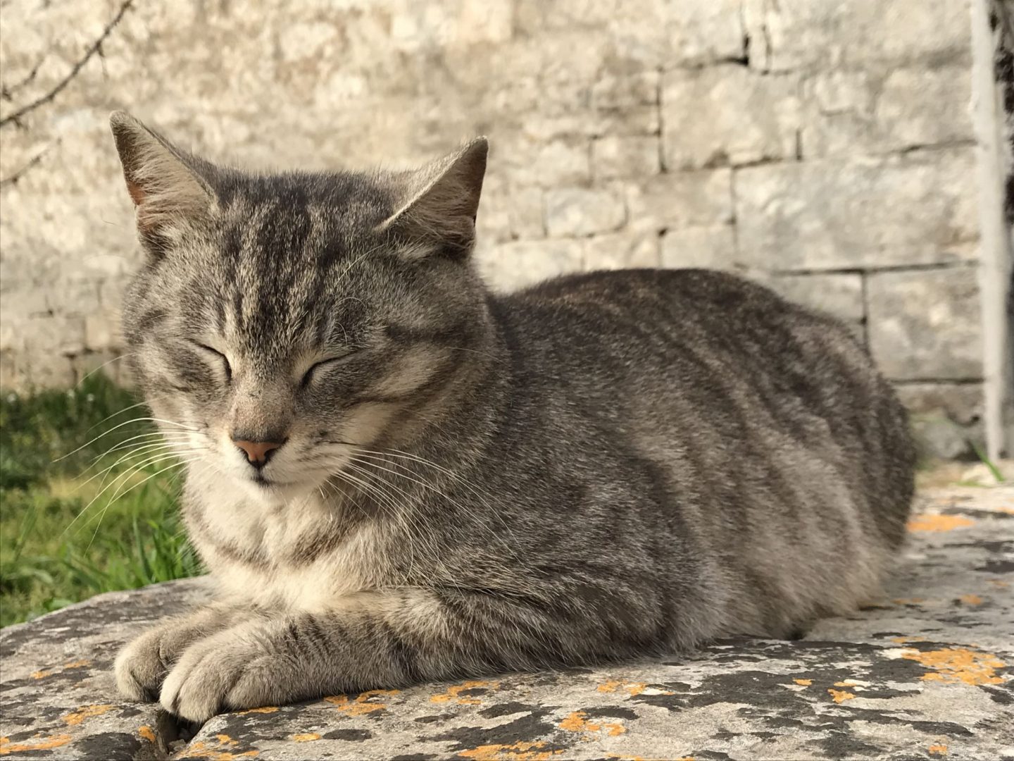 Feline Cat Friend Alberobello Puglia Southern Italy