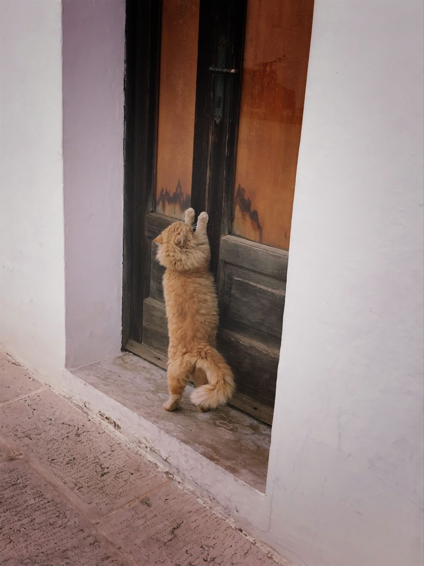 Ginger tom-cat in Alberobello Southern Italy