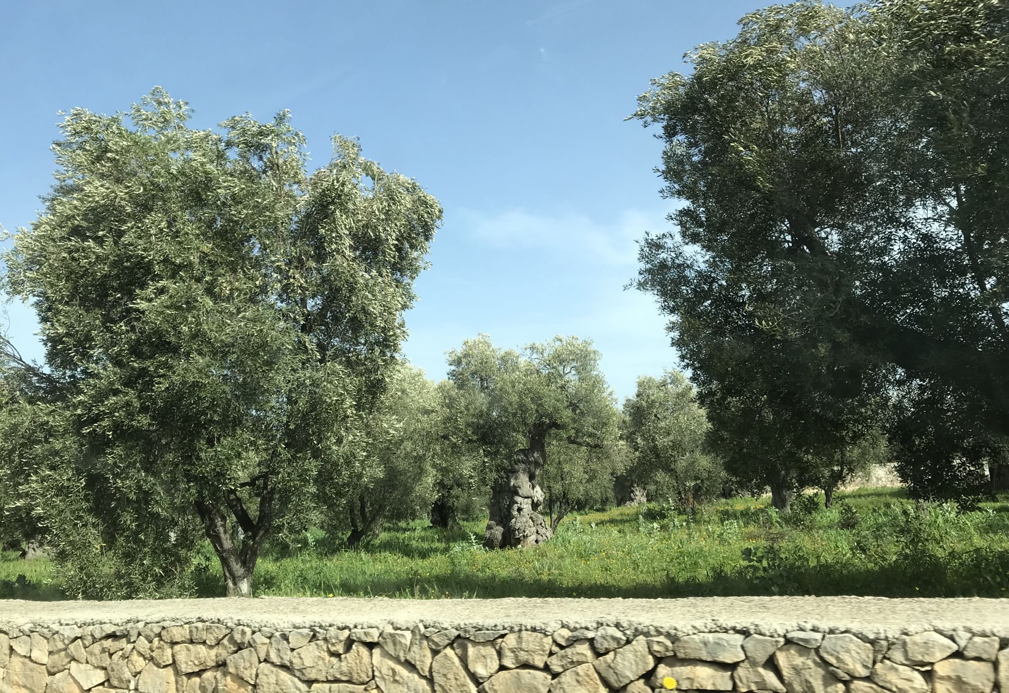 Olive Trees in Ostuni Southern Italy