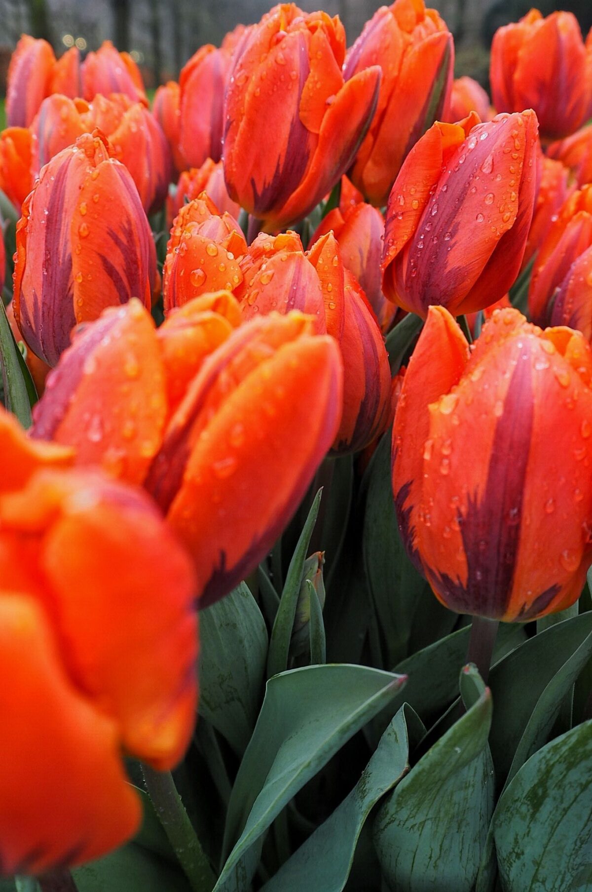 Keukenhof Orange and purple Tulips Keukenhof