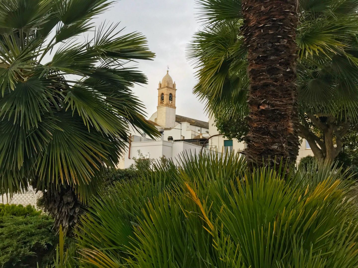 Palm tree view in Alberobello