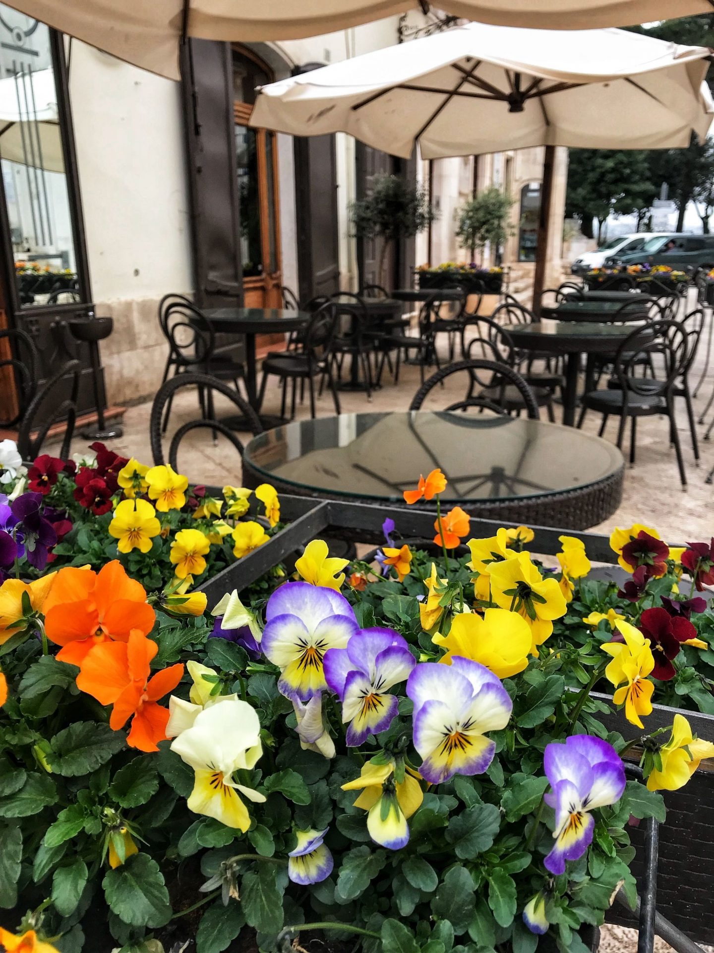 Pansies adorning a restaurant Locorotondo