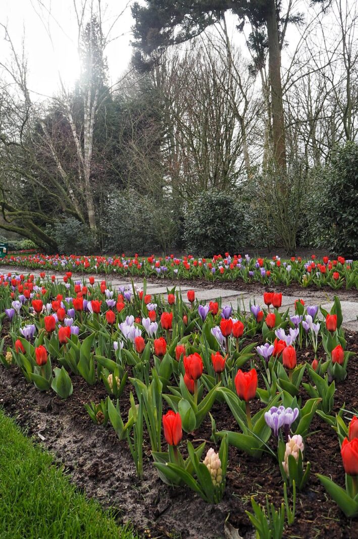 Red and violet tulips Keukenhof Tulip Gardens Lisse Netherlands