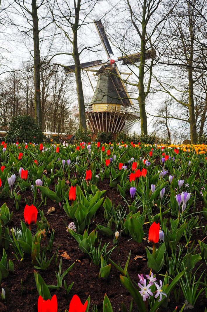 Dutch Tulip Fields in The Netherlands
