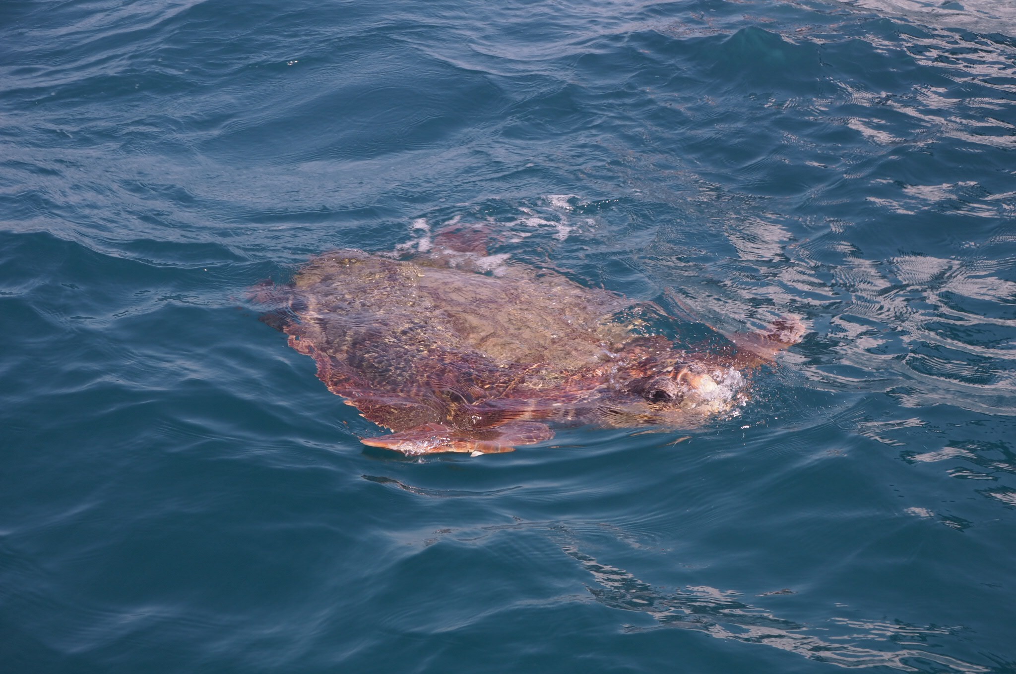 Summer turtles in Zante Zakynthos Greek Island