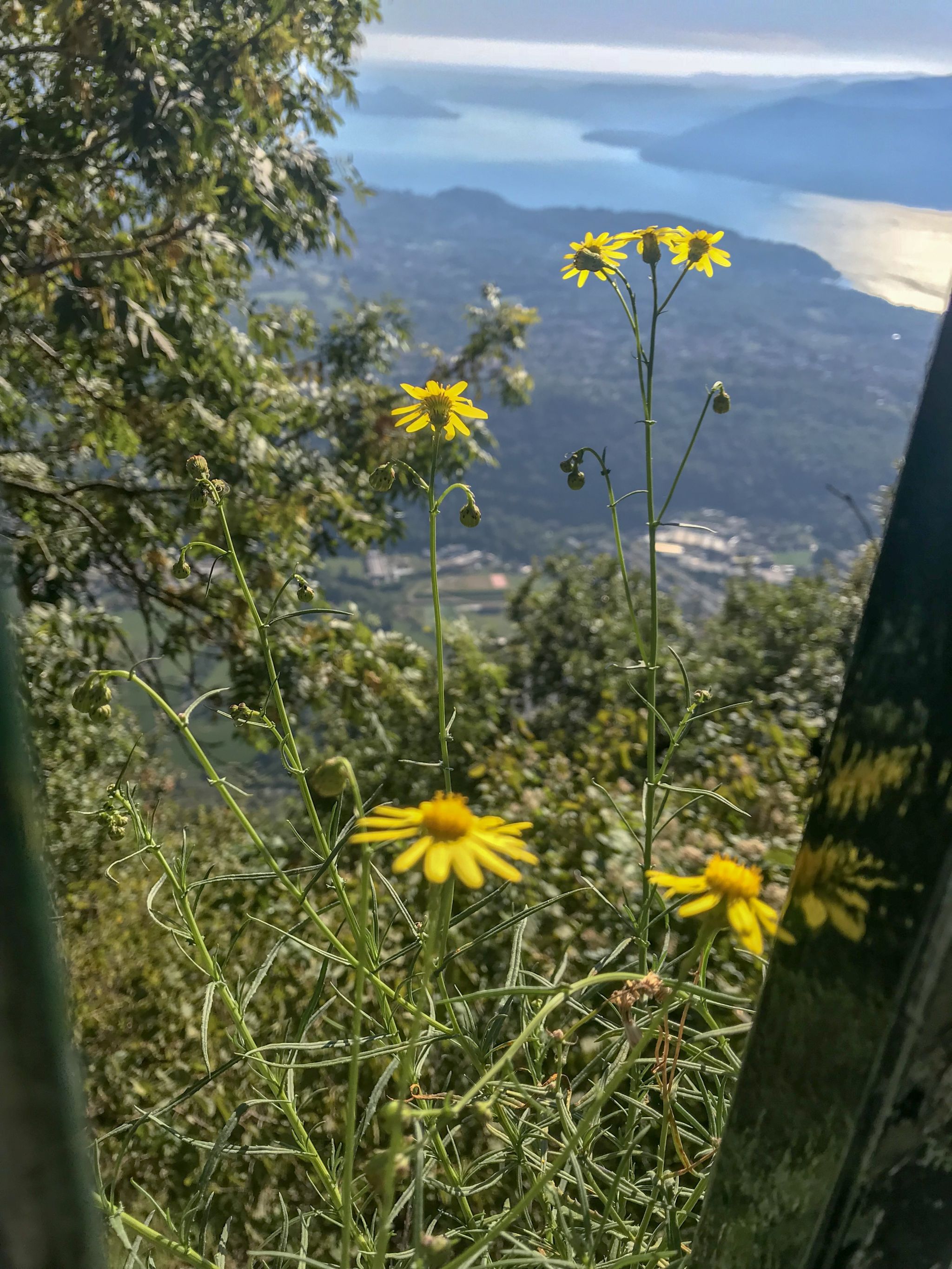 wildflowers atop Sasso del Ferro mountain