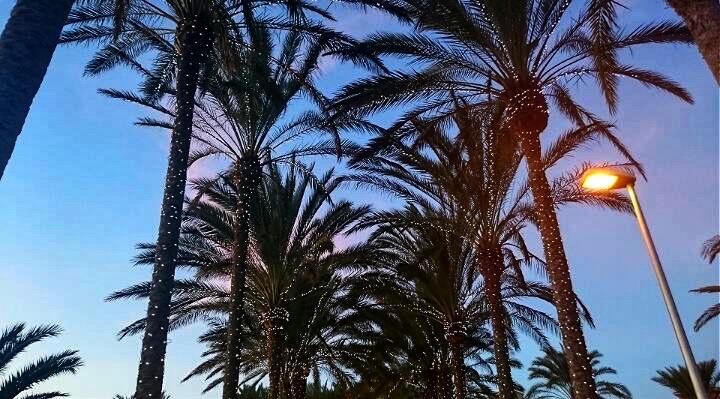 Palm-tree-fairy-lights