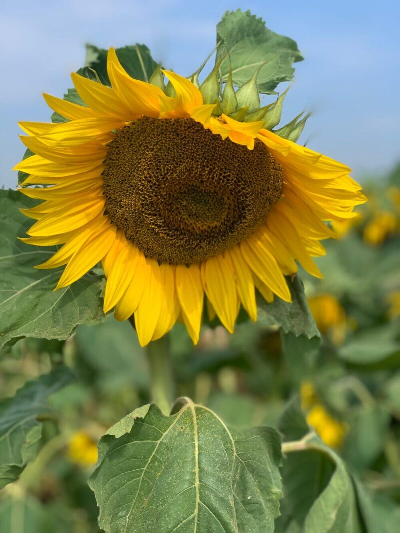 blooming_beautiful_sunflower_in_milton_keynes_the_patch_mk_sunflower_field
