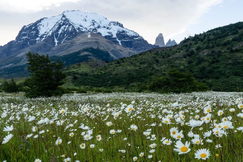 Daisy Flower Field at Torres del Paine National Park Chile