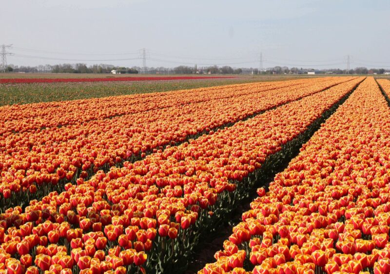 Flevoland Tulip Fields Netherlands