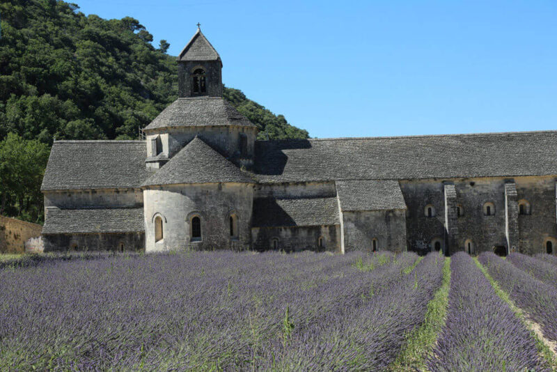 Lavender Fields in Provence France