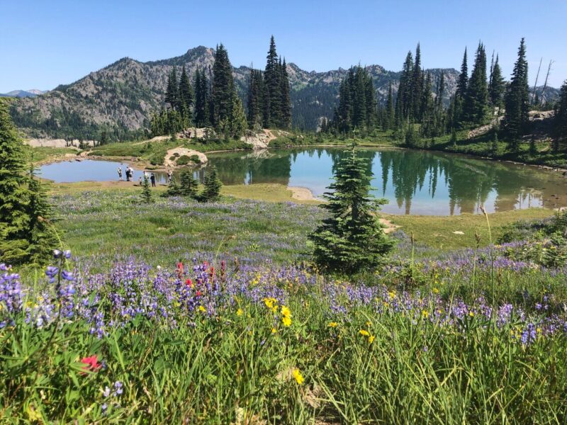 Paradise Mount Rainier National Park Washington State USA
