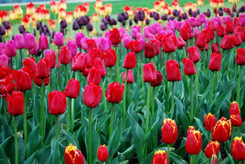 Skagit Valley Tulip Festival Washington State