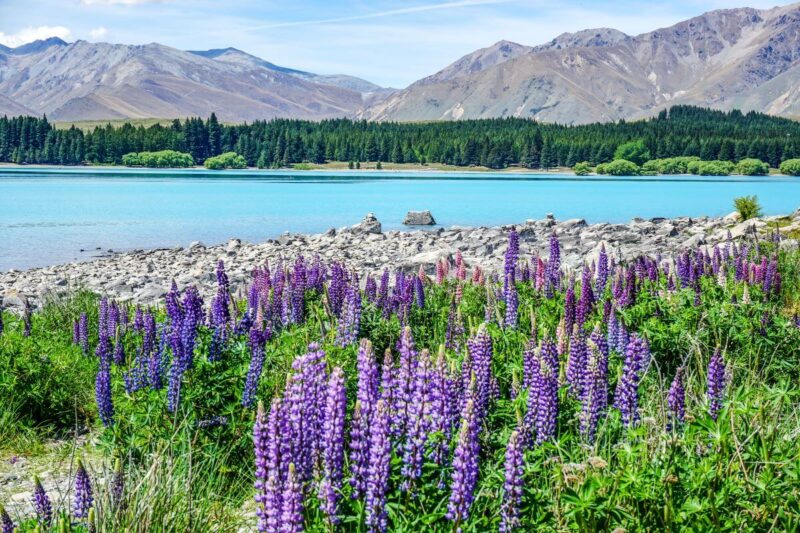 Wild Lupins Lake Tekapo New Zealand - purple lupins overlooking turquoise lake