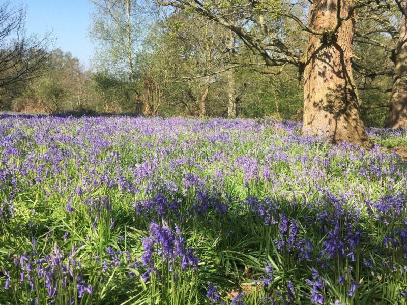 Wild Bluebell Woods Essex England