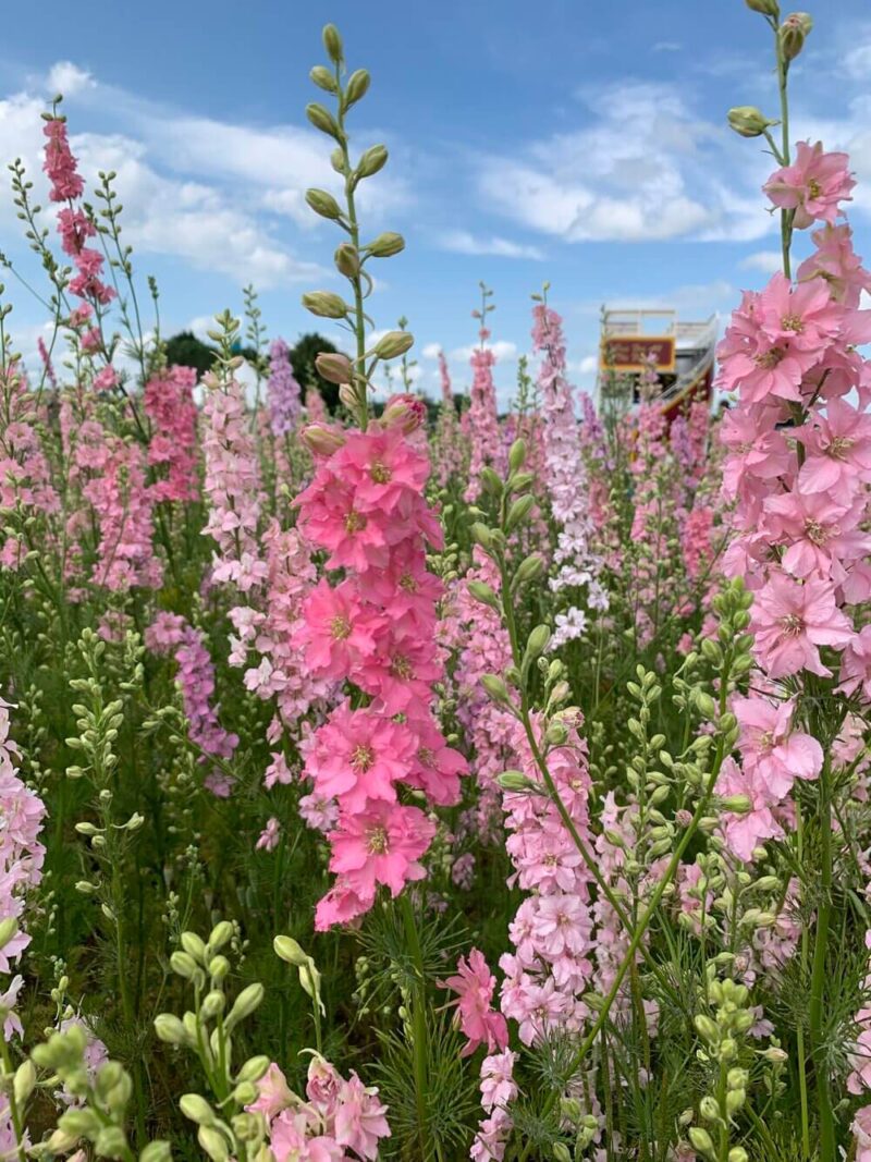 Real-Flower-Petal-Confetti-Field-Pershore-UK