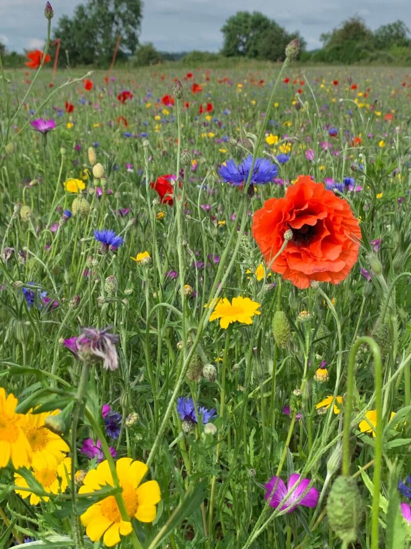 Wick-Wildflower-Fields-UK