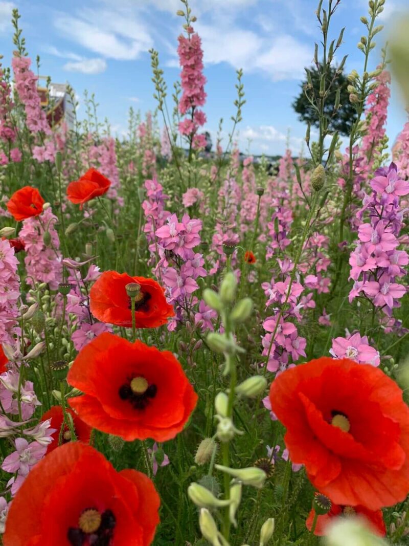 Wild-poppies-flower-field-UK