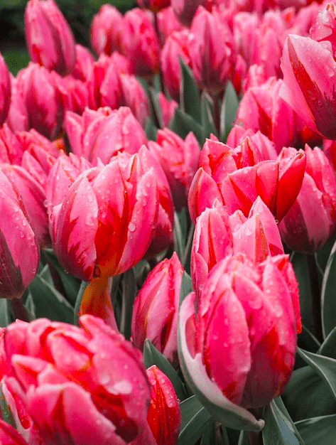 Rainsoaked Pink Tulips Keukenhof Netherlands