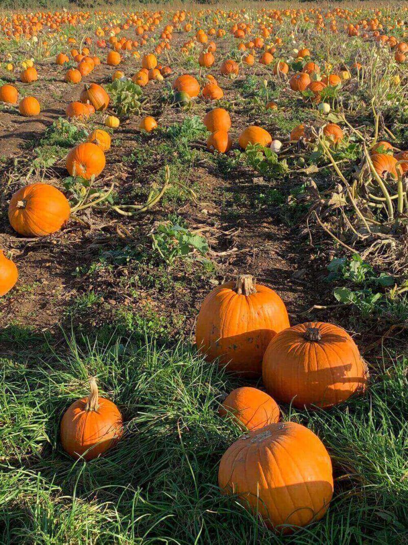 MK-Pumpkin-Patch