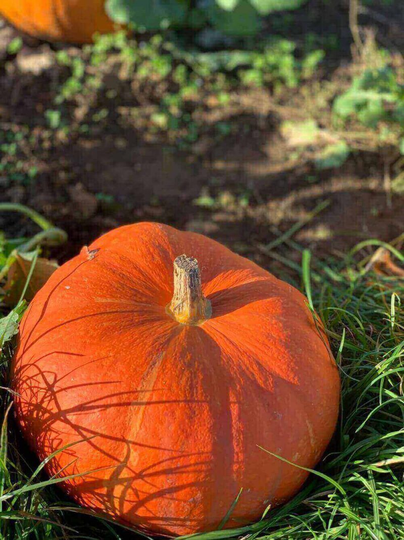 Orange-halloween-pumpkin-at-Milton-Keynes-Pumpkin-Patch