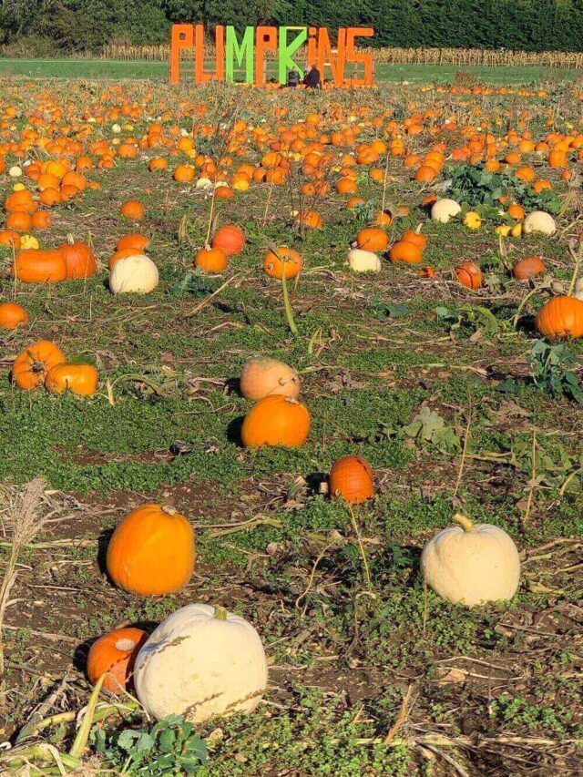 Pumpkin Patch Milton Keynes - Halloween Pumpkin Picking in MK - The ...