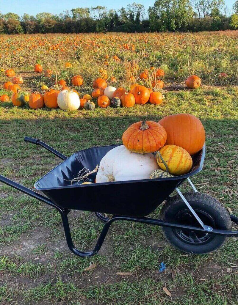 Pumpkin picking in MK at The Patch
