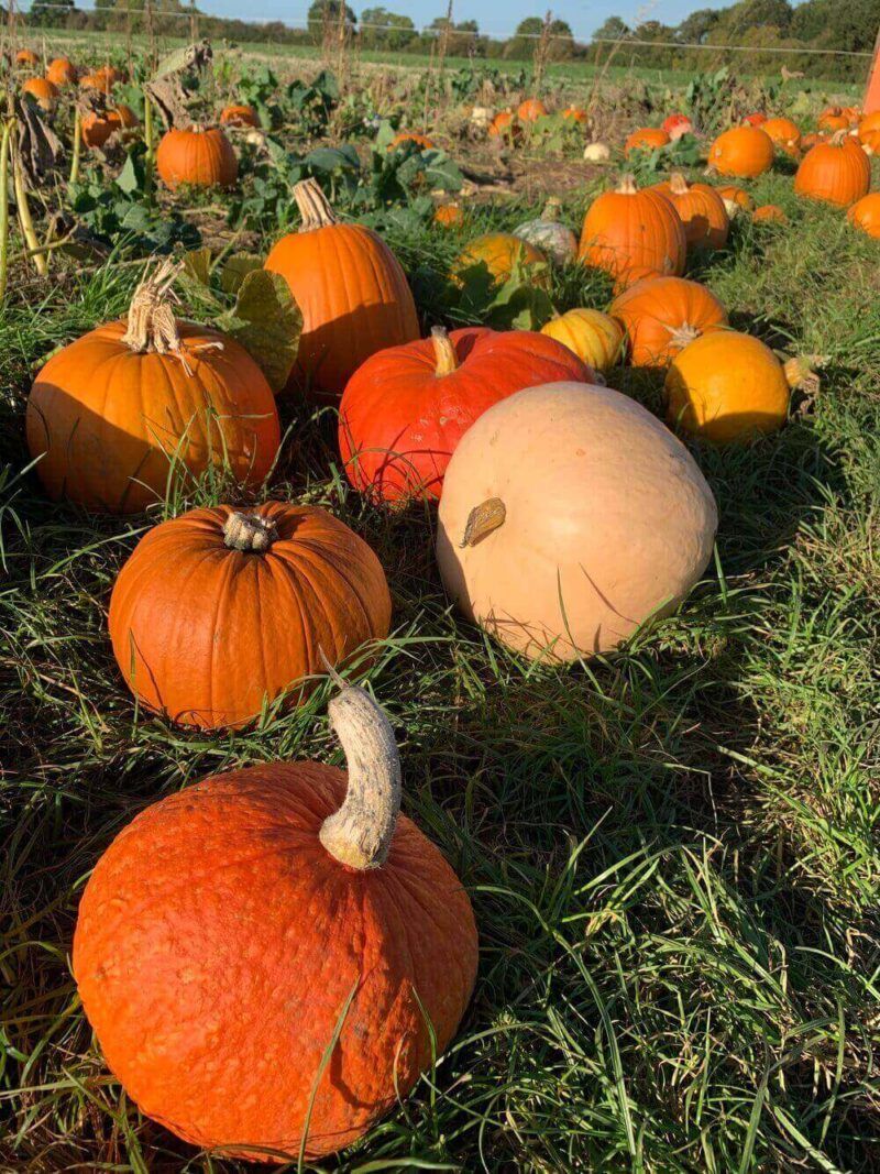 Pumpkin-varieties-at-Pumpkin-Patch-Milton-Keynes