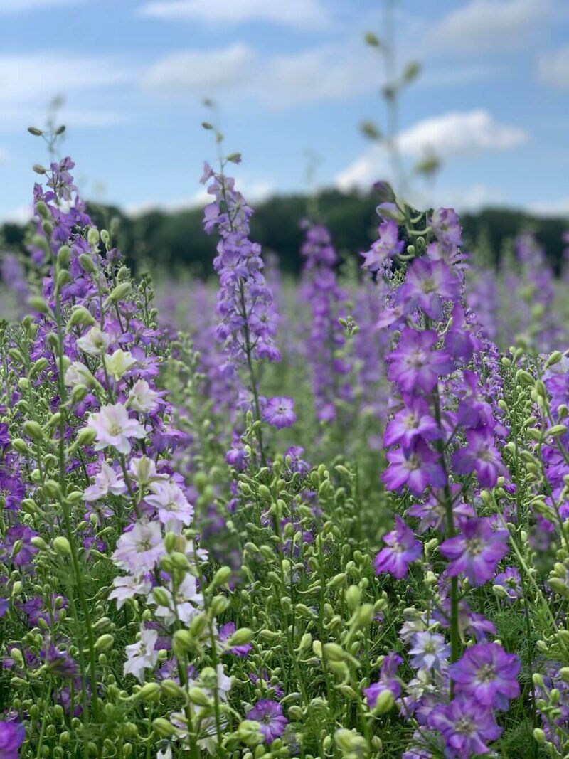 Purple-Flower-Field-UK
