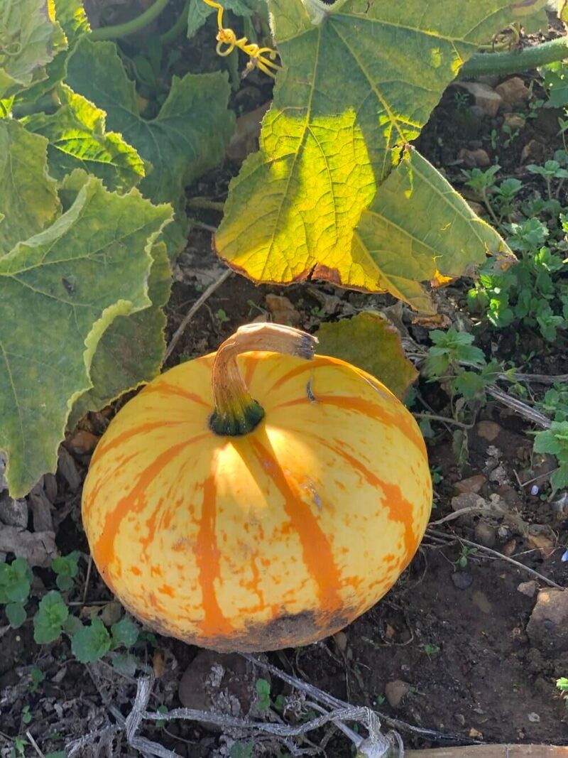Yellow-and-orange-striped-pumpkin