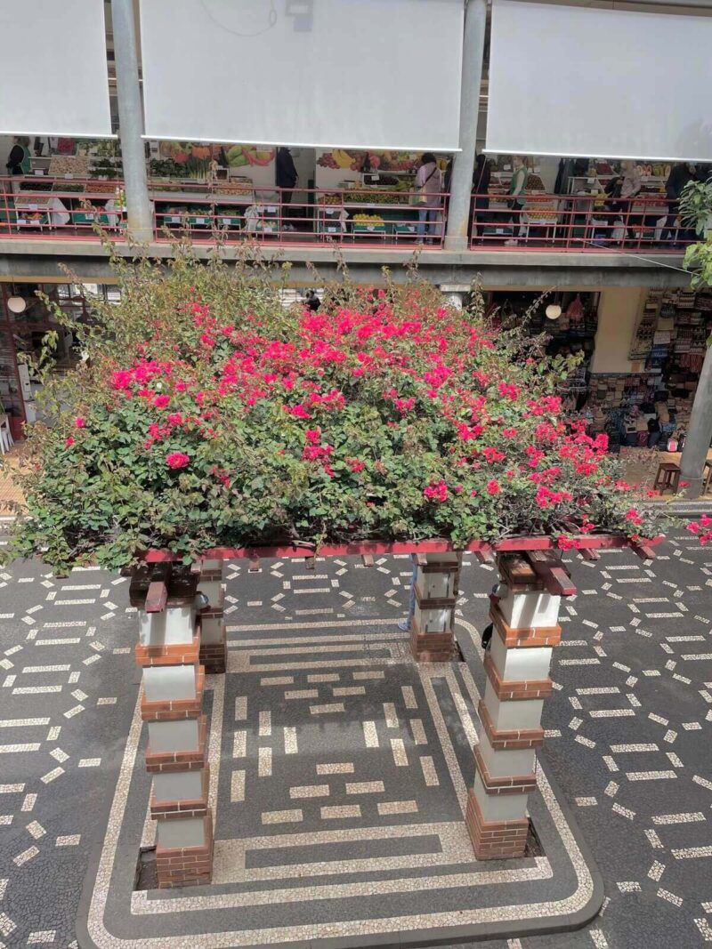 Madeira-Mercado-dos-Lavradores-photo-spots-Madeira