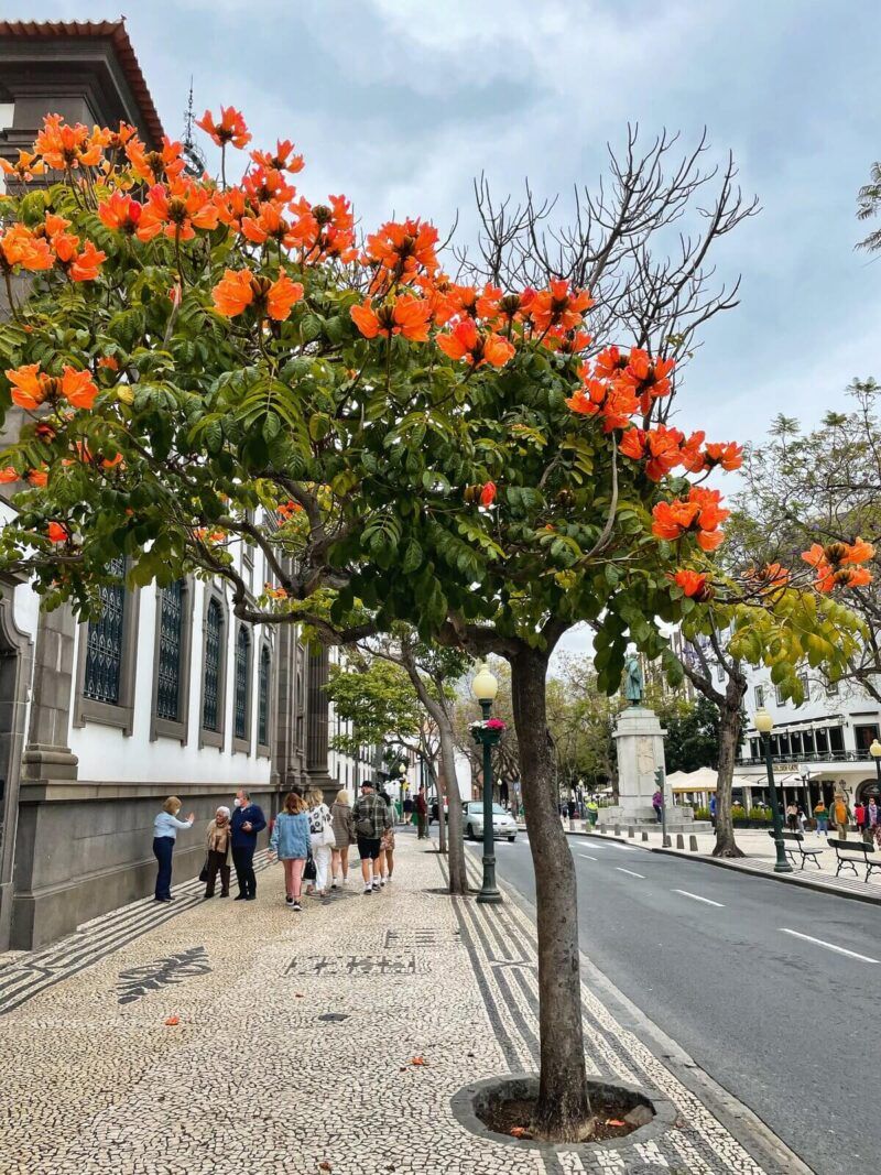 Orange-African-Tulip-Trees-Madeira