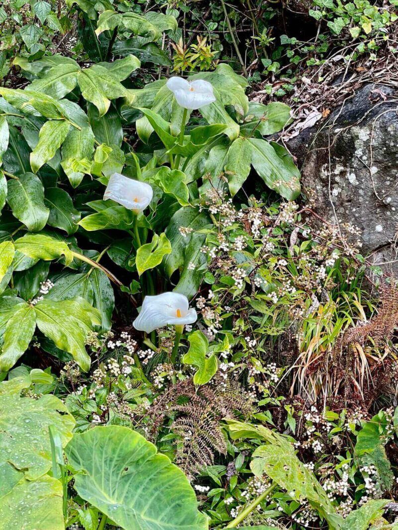 Wild-Arum-Lily-Madeira-Portugal