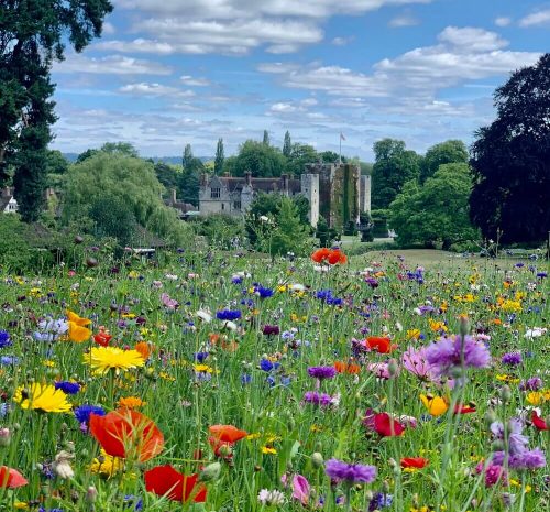 Beautiful-Wildflowers-at-Hever-Castle-Anne-Boleyns-Childhood-home-Kent